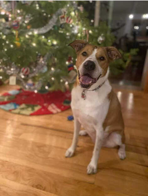 Christmas Orphan Annabella on the Sanders County