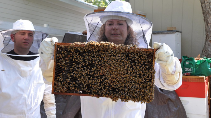 Introduction to Beekeeping - Norfolk Library