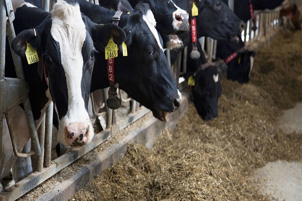 Dairy Science alumnus implements new technologies on farm, reflects on his personal connection to NICC