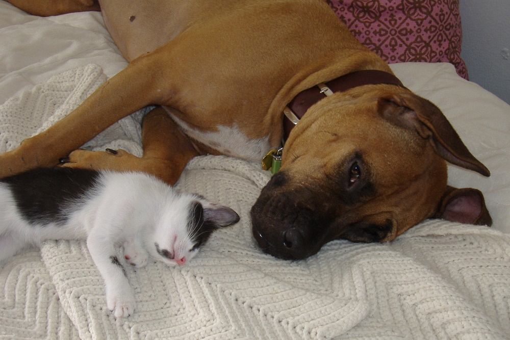 COUNTY OF BALDWIN: Animals Available for Adoption