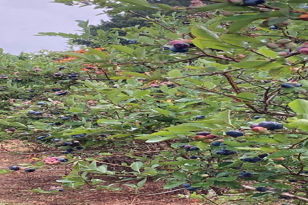 Greene County Vo-Tech – Blueberries Are Here! Greene County Vo-Tech – Blueberries Are Here!