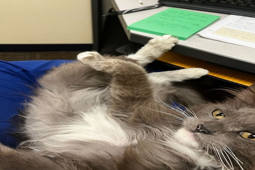 Misty Here Is a Gorgeous 10-Month-Old Domestic Long Hair Kitty