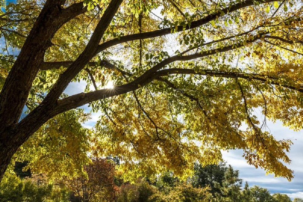 Moscow Tree Commission Launches New Heritage Tree Program