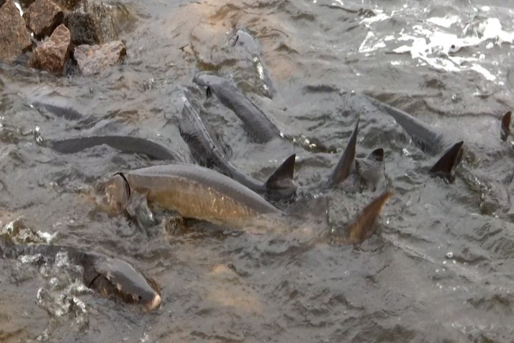 Sturgeon Cam