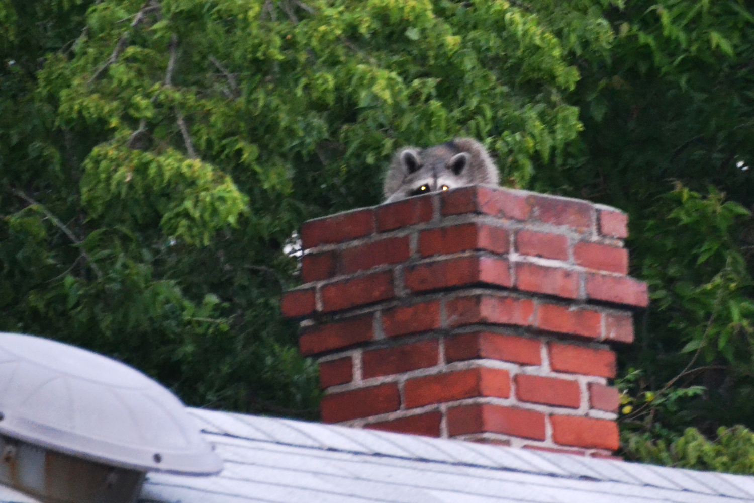 There are many animals which may find a chimney inviting. There are many animals which may find a chimney inviting.
