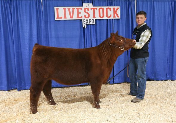 Franklin County Junior Cattleman Colt Thomas Exhibiting the Champion and Reserve Champion Feeder Steer Franklin County Junior Cattleman Colt Thomas Exhibiting the Champion and Reserve Champion Feeder Steer
