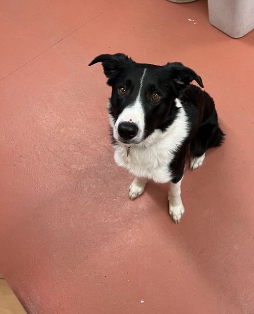 Missoula Animal Control: Help Reunite These Pets With Their Owner