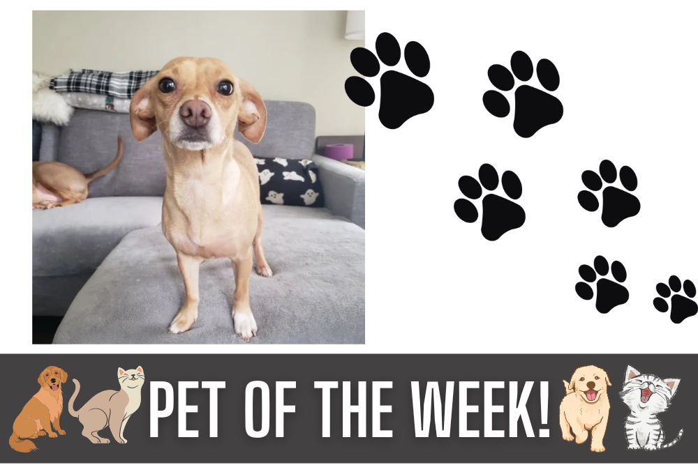 Pet of the Week: Acorn