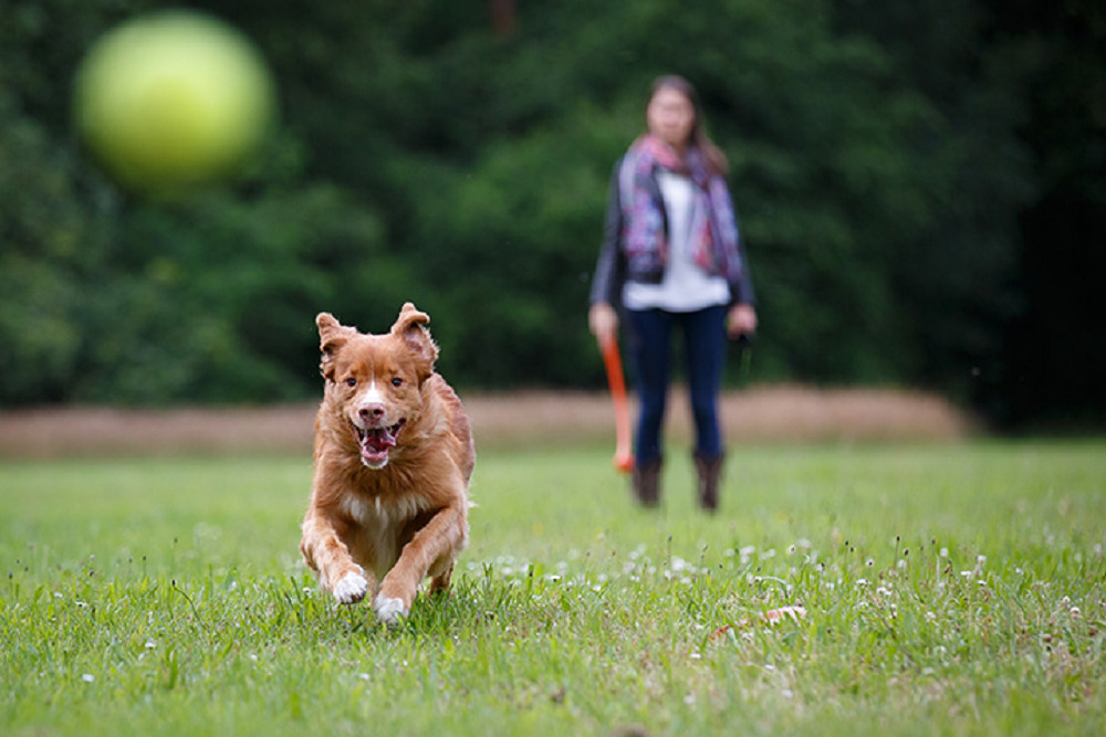 Preview new Sports Complex dog park on May 2 Preview new Sports Complex dog park on May 2