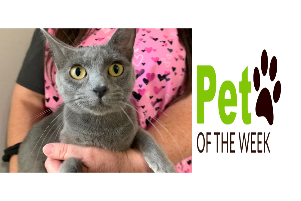 Pet of the Week: Doli