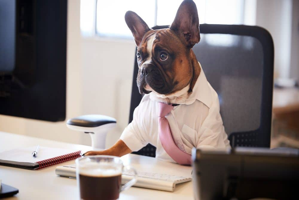 Lee County Domestic Animal Services celebrates Take Your Pet to Work Week