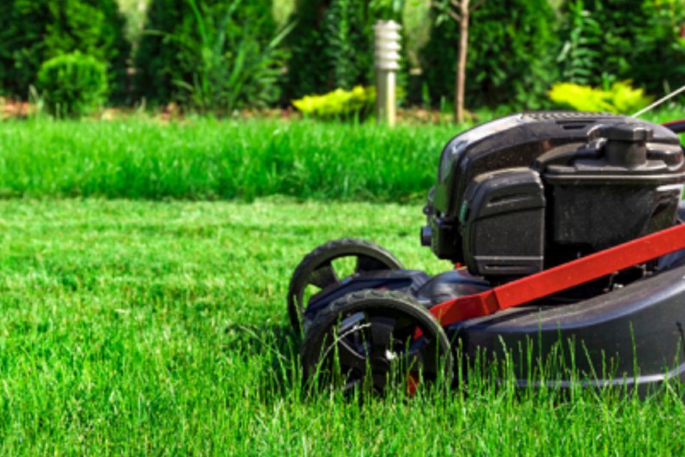 Trees & Noxious Vegetation Ordinance Goes Into Effect May 15th