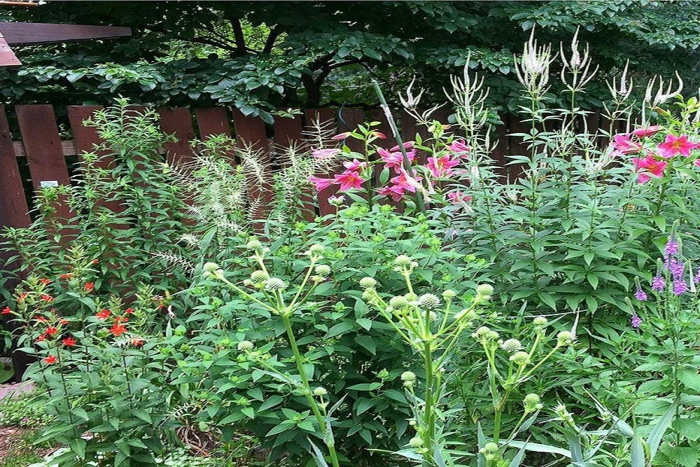 Soil Success in Gardens and Container Gardens on June 28
