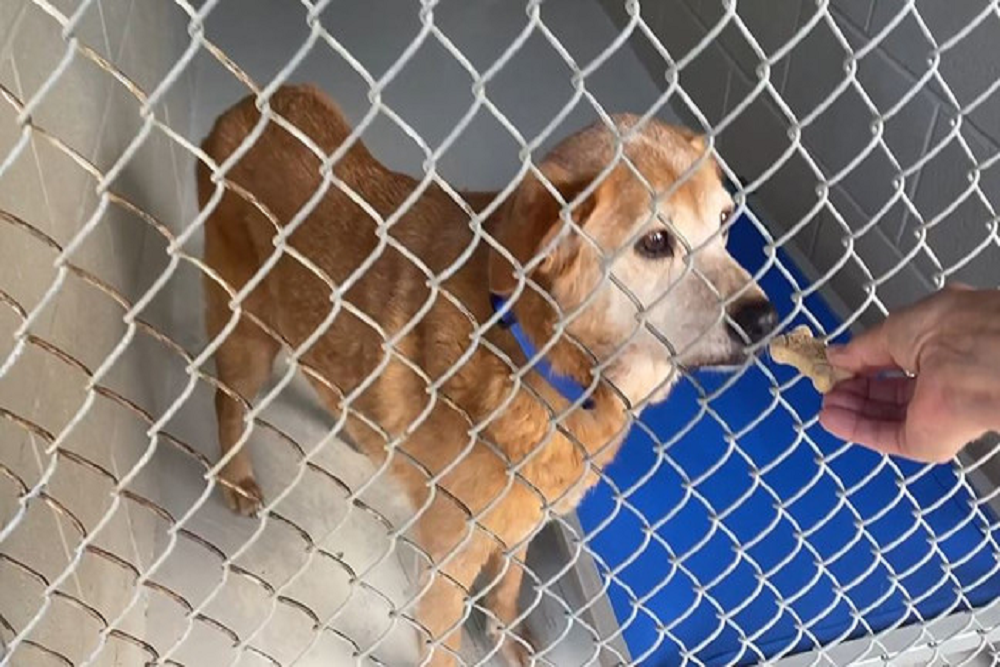 Santa Rosa County Animal Services once again over capacity