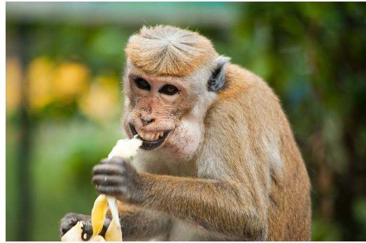 The Four Monkey Killer has been terrorizing the people of Chicago for five years until his body is found at the scene of an accident