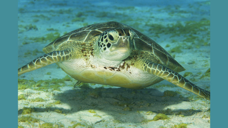 Endangered Sea Turtles