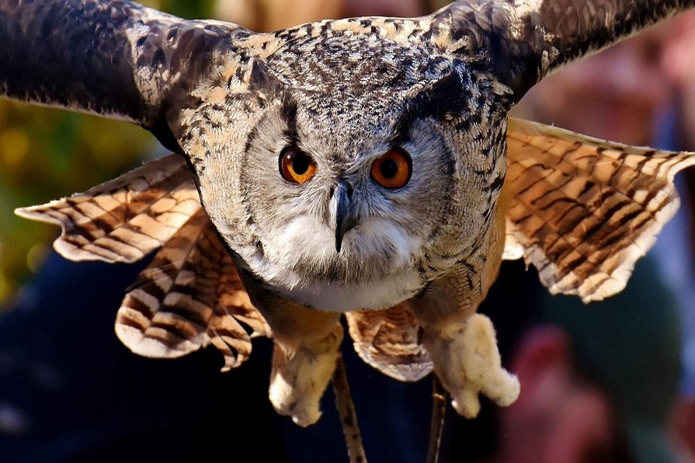 Owls, Woodcocks, & other Evening Birds to be held April 23