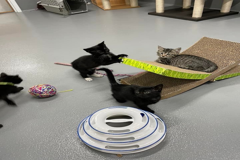 Jefferson County Animal Control MO – Kitten Romp Room