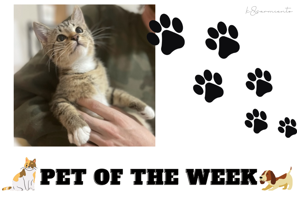 Pet of the Week: Yacko