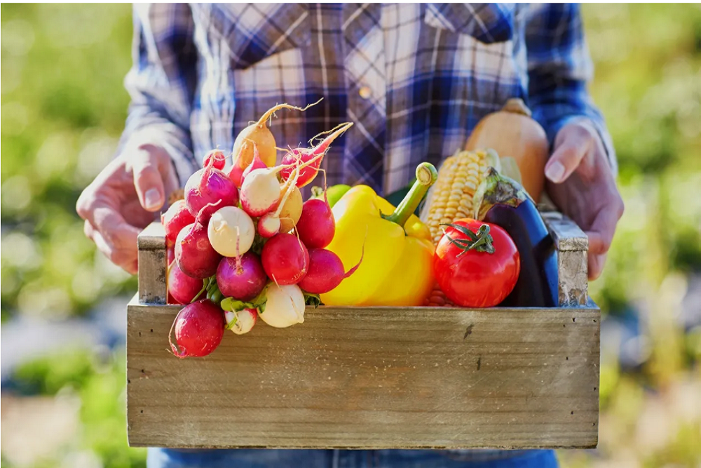 City of Dover: Registration for Dover Community Gardens opens March 16