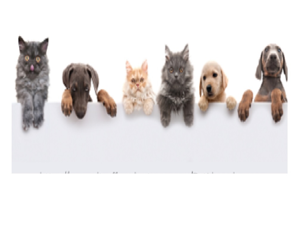 FARMINGTON: City of Farmington Pet License