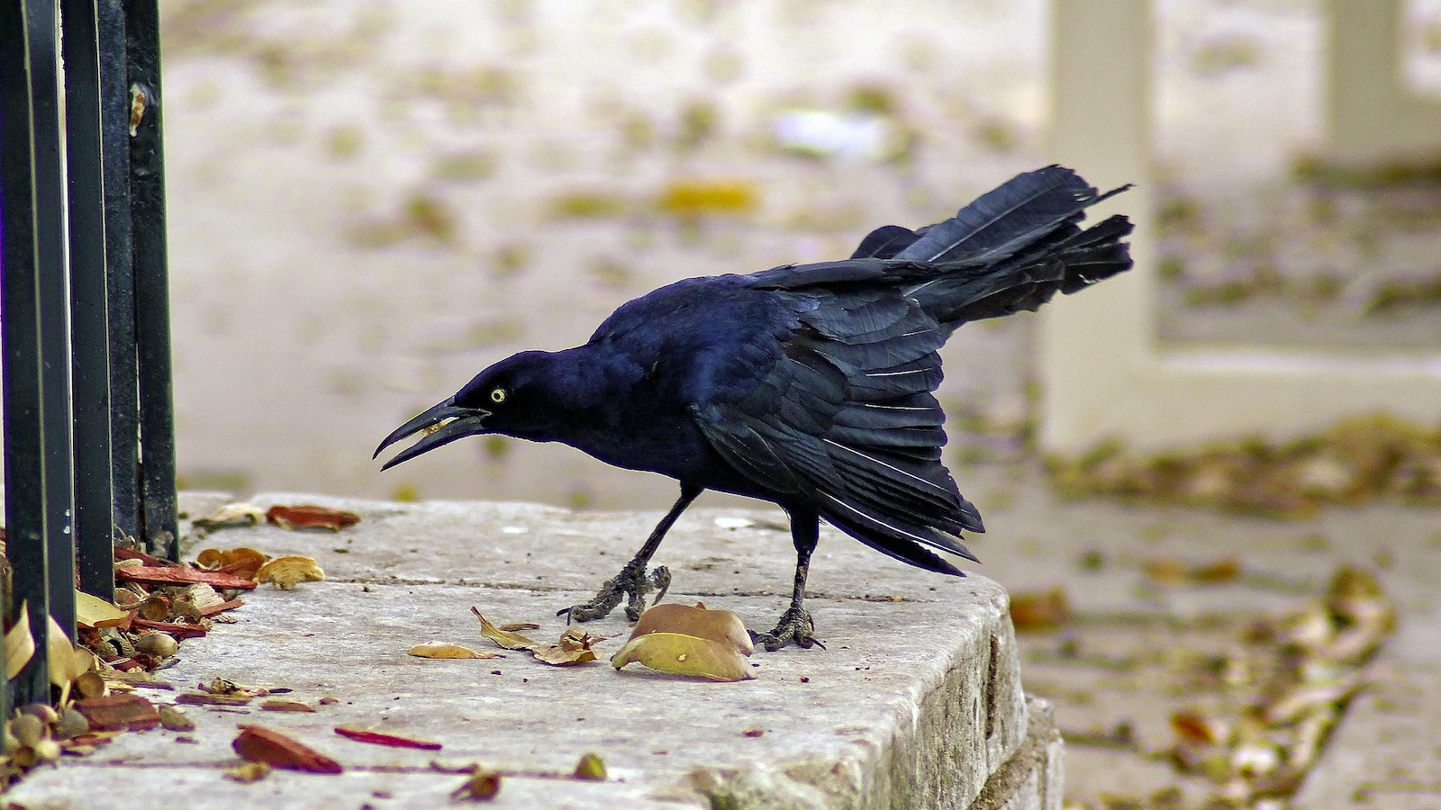 Grackles flock to central Texas, in particular to grocery stores