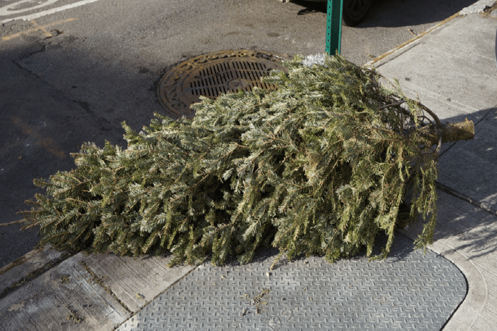 Prince George County Residents – Christmas Tree Recycling