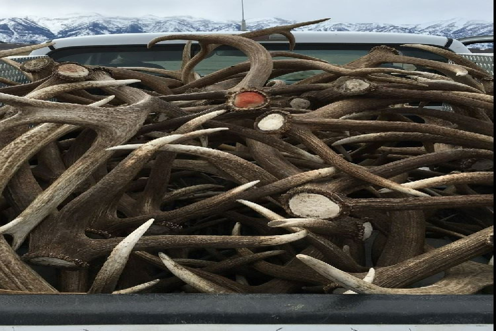 Elk Antler Shed Hunt Information