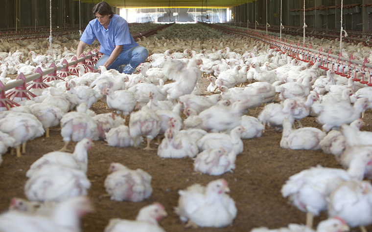 Absence of bird flu lifts Brazil’s chicken exports