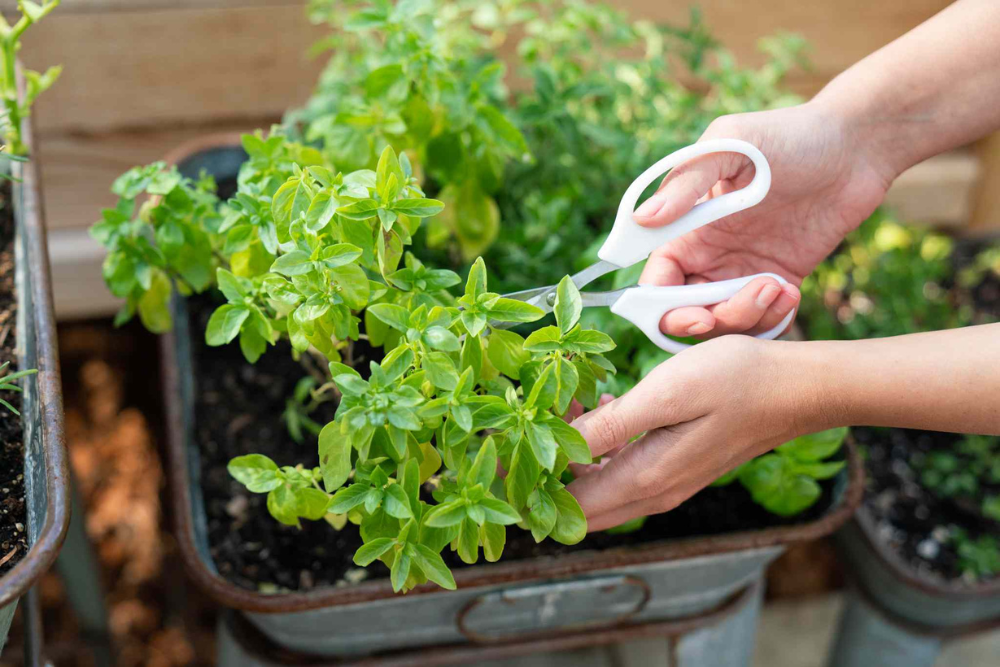 Adult Program – Herb Gardening Basics on June 17