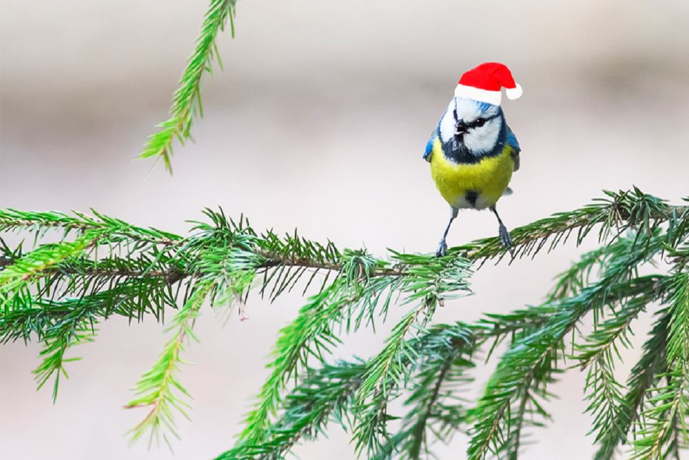 How to Dispose of Your Christmas Tree