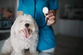 Animal Licensing Clinic on Mar. 1