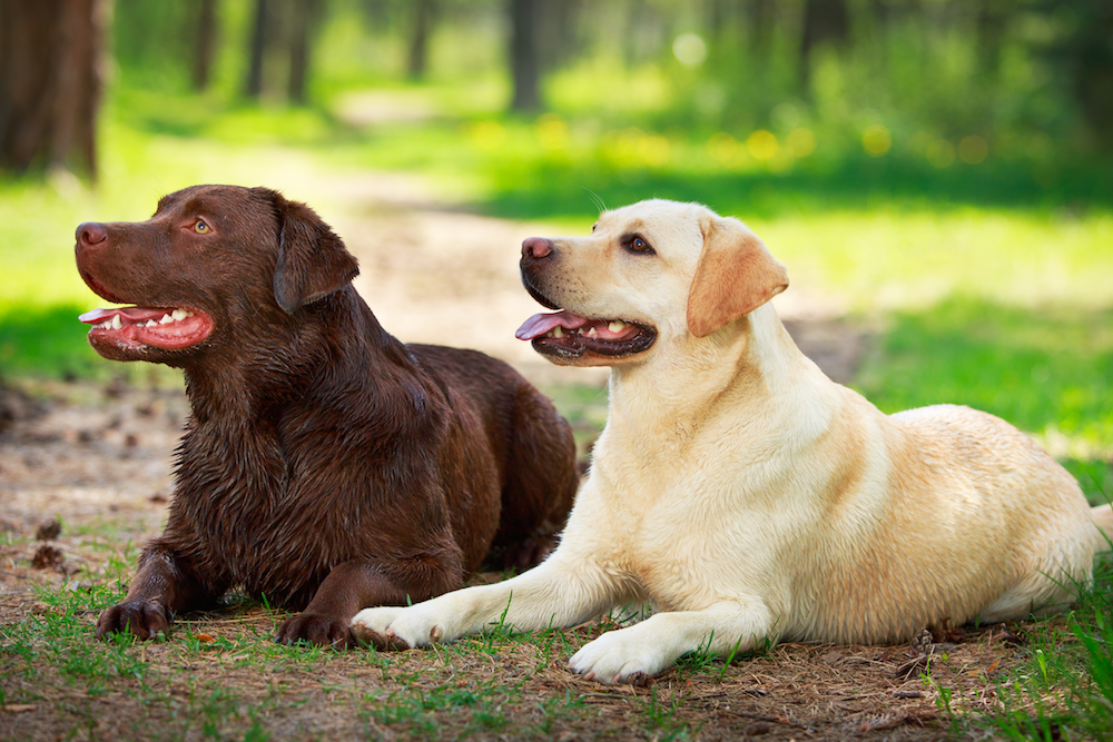 Town of Parksley observes and enforces our Animal Ordinance.