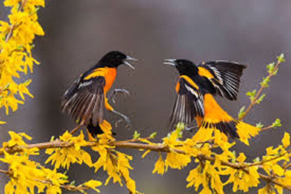 GREENSBORO PUBLIC LIBRARY: High School Service Learning at Kathleen Clay Library: Bird Feeders