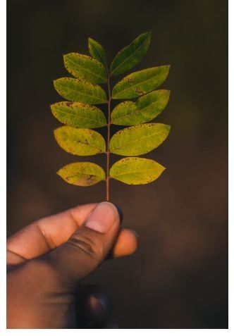 Treating Invasive Plants with Cost-Share Funding Workshop for Consulting Foresters