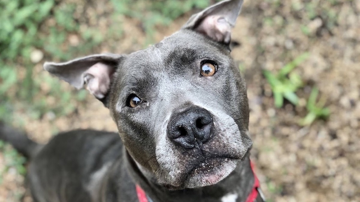 Miracle dog seeks forever home: ‘She deserves a family who can appreciate all that she has to offer’