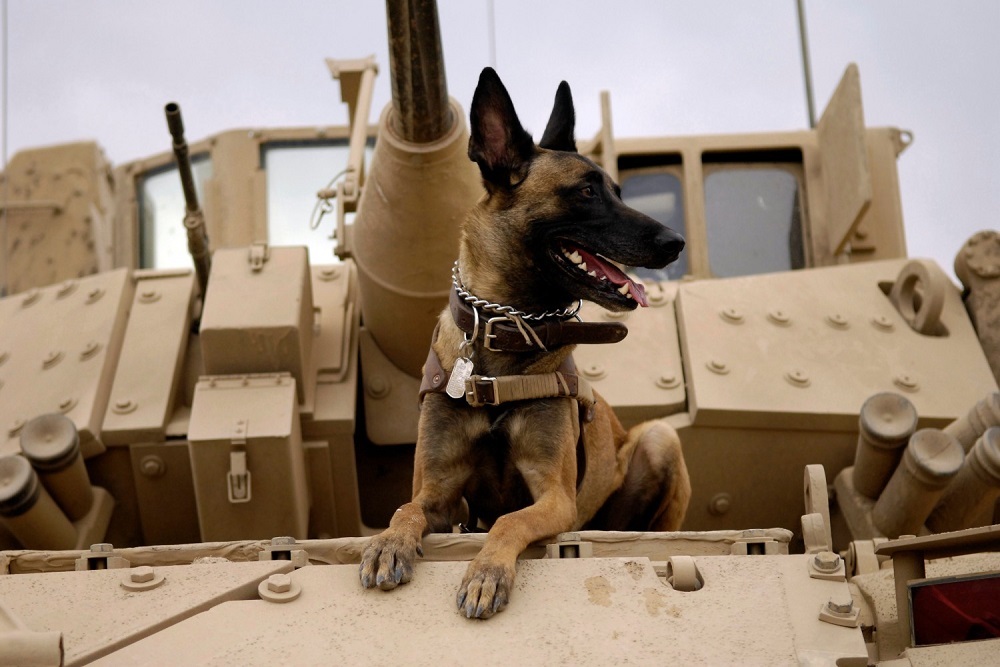 CITY OF MARGATE: Army Sentry Dog Statue Unveiling – November 14