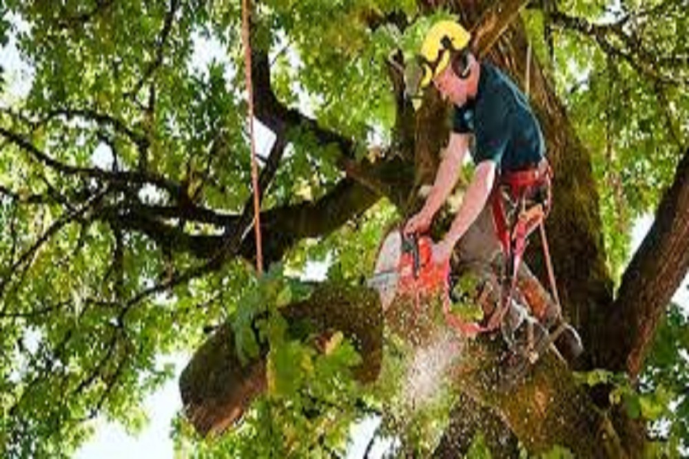 COUNTY OF IREDELL: Request for Proposal- Tree Removal and Lot Clearing COUNTY OF IREDELL: Request for Proposal- Tree Removal and Lot Clearing