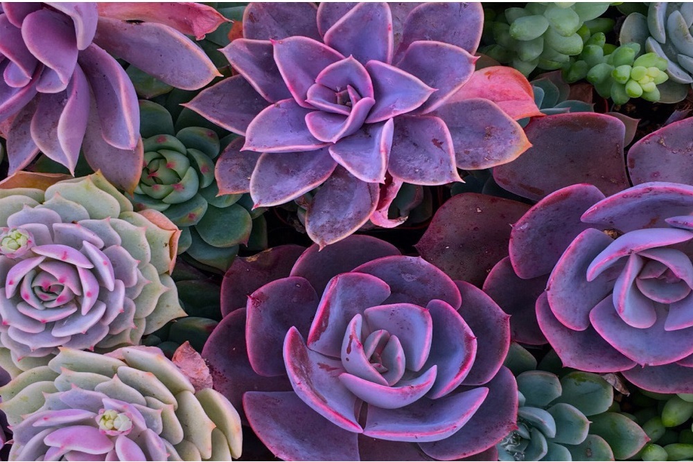 CITY OF CEDARVILLE: Plant of the Month: Succulents Can Add a Little Drama to Your Yard