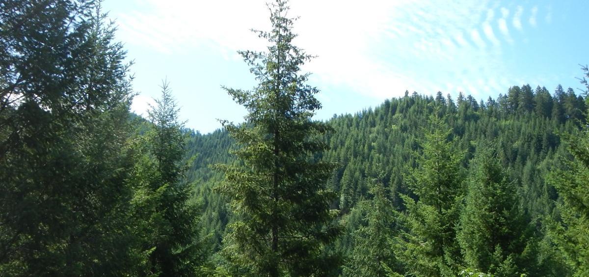 As climate warms, drier air likely to be more stressful than less rainfall for Douglas-fir trees As climate warms, drier air likely to be more stressful than less rainfall for Douglas-fir trees
