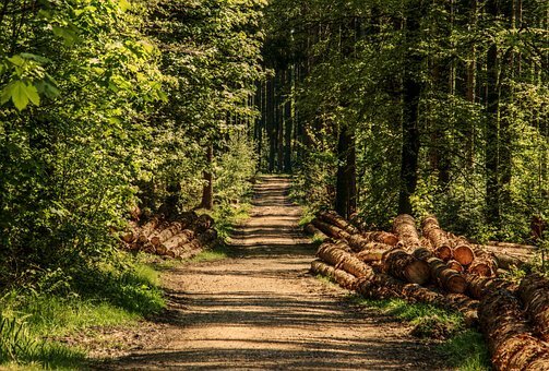 Arbor Day Tree Giveaway (tentative)