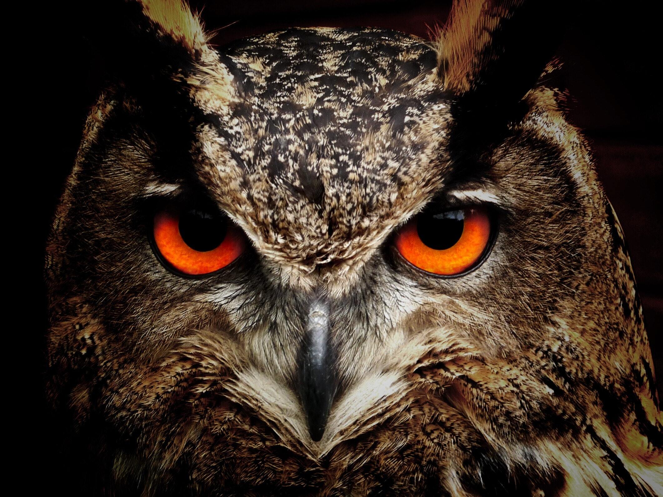 Free to use (CC0)  Brown and Black Owl Staring