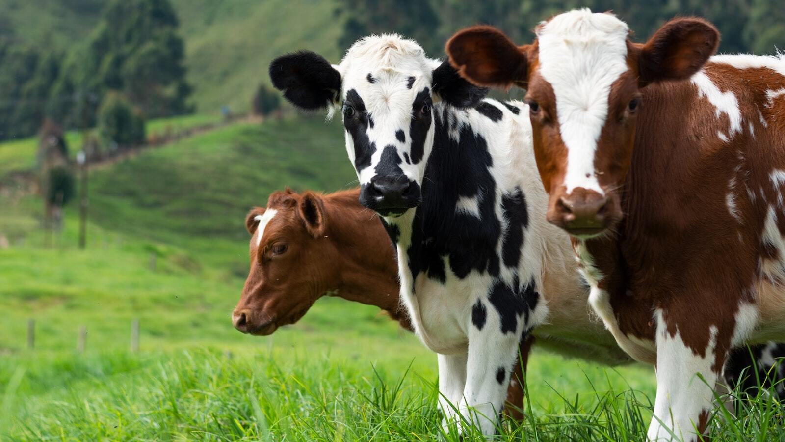 State vet: Oscoda County herd tests positive for bovine tuberculosis ‘in one of the animals’