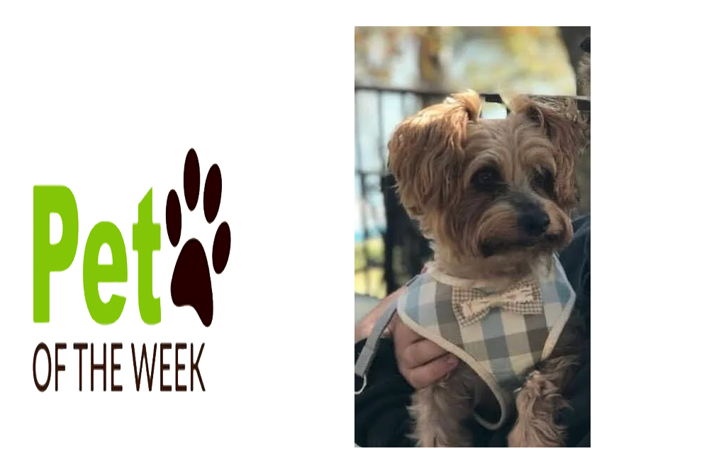 Pet of the Week: Clancy