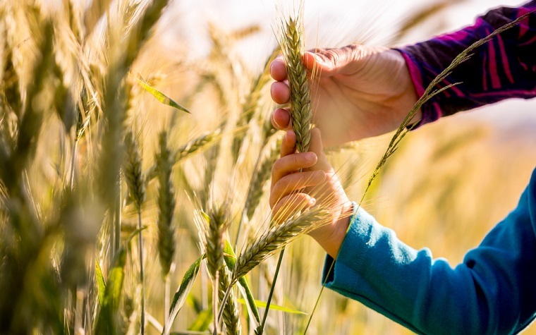 IICA calls for strengthening agriculture investment IICA calls for strengthening agriculture investment