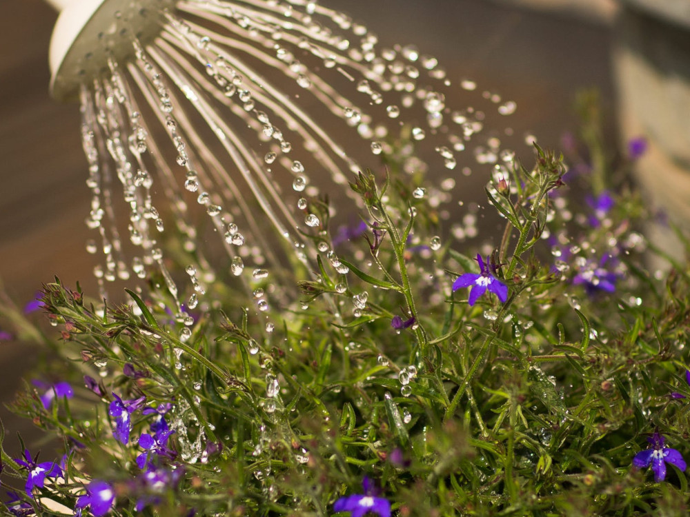 A homeowner waters plants