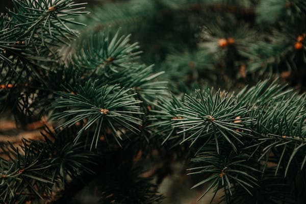 JCPRD Offering Holiday Tree Recycling until Jan. 31