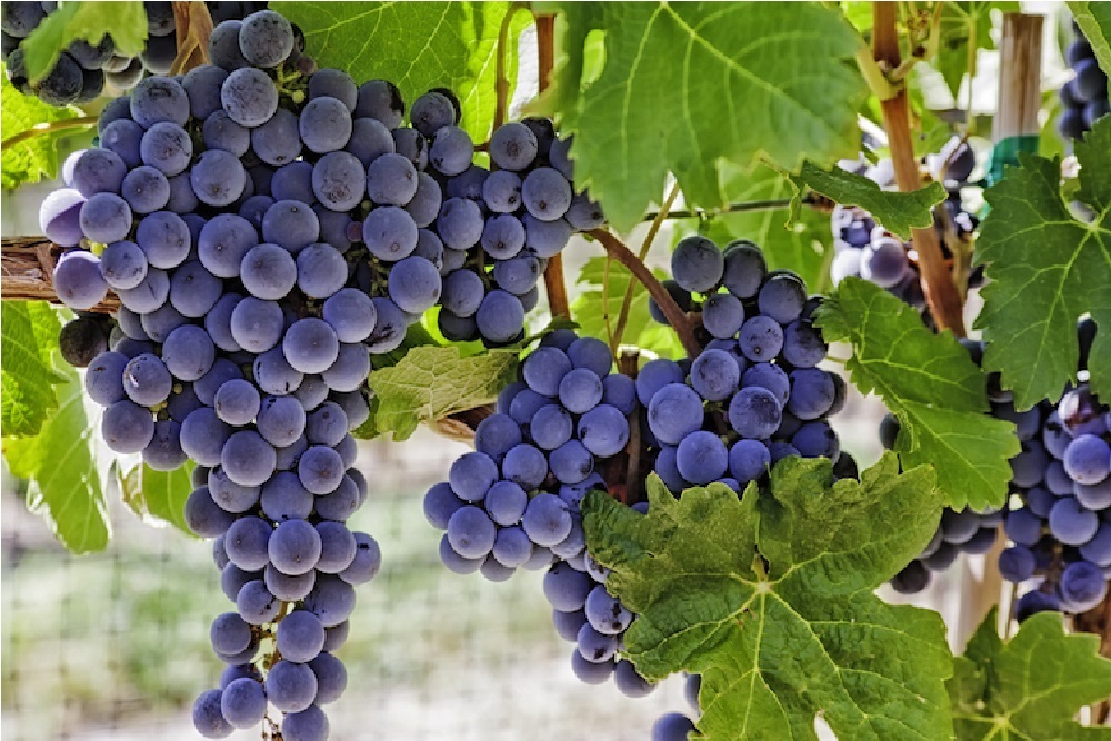 Guilford County Parks hosts Big Pick at County Farm Guilford County Parks hosts Big Pick at County Farm