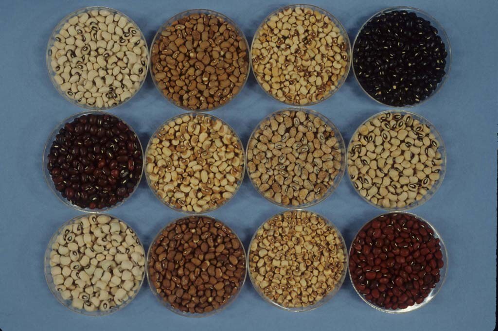 Seed Starting Seed Starting