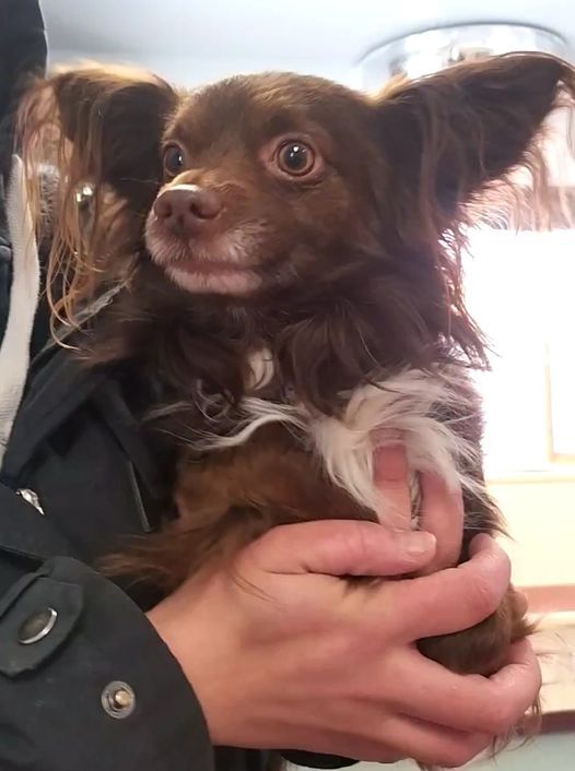 Missoula Animal Control: Help Reunite This Pet With Their Owners